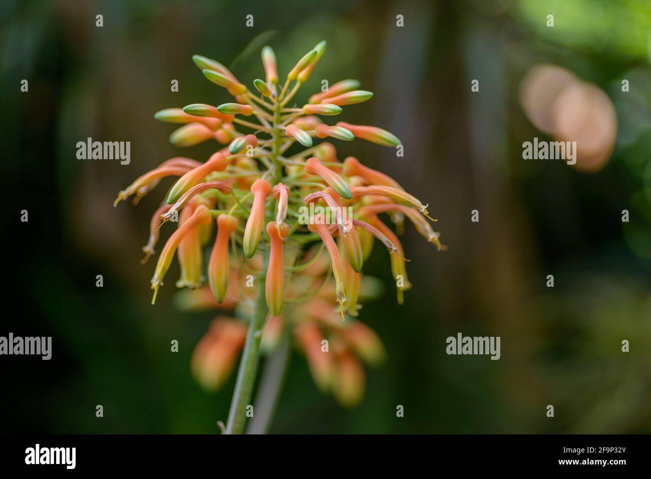 Flowers of aloe. Selective focus with shallow depth of field. Stock Photo