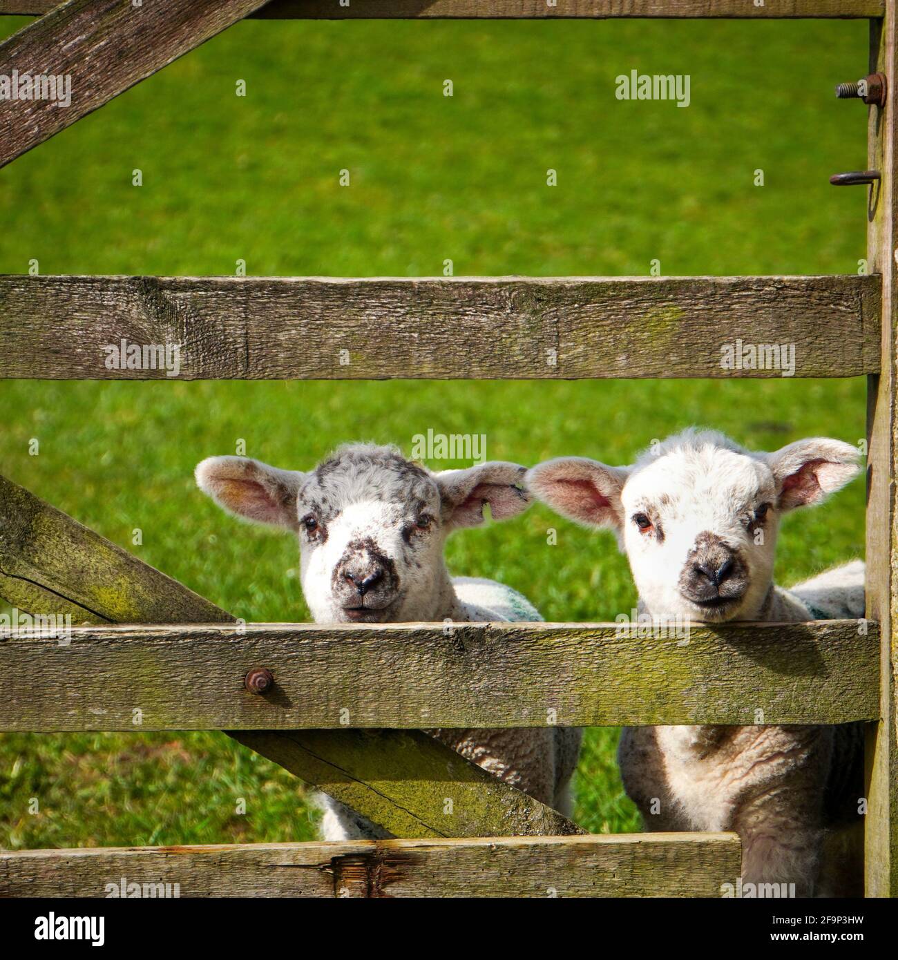 Two Lambs Looking Through Gate Stock Photo