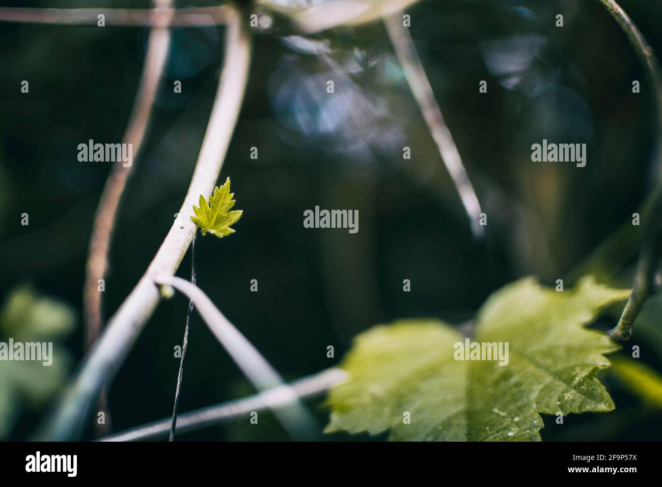 How to grow a new tree from a branch hires stock photography and