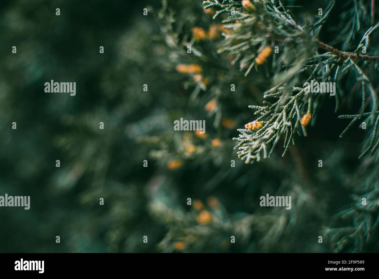green leaves close up of cupressus in nature with blur background Stock Photo