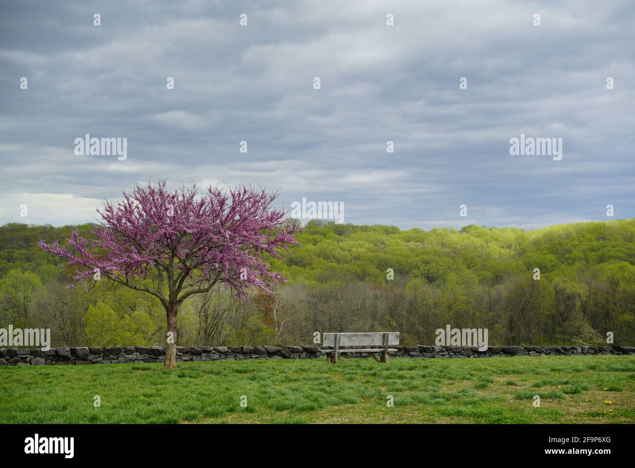 unique pair, Tree and Bench, Spring time Stock Photo