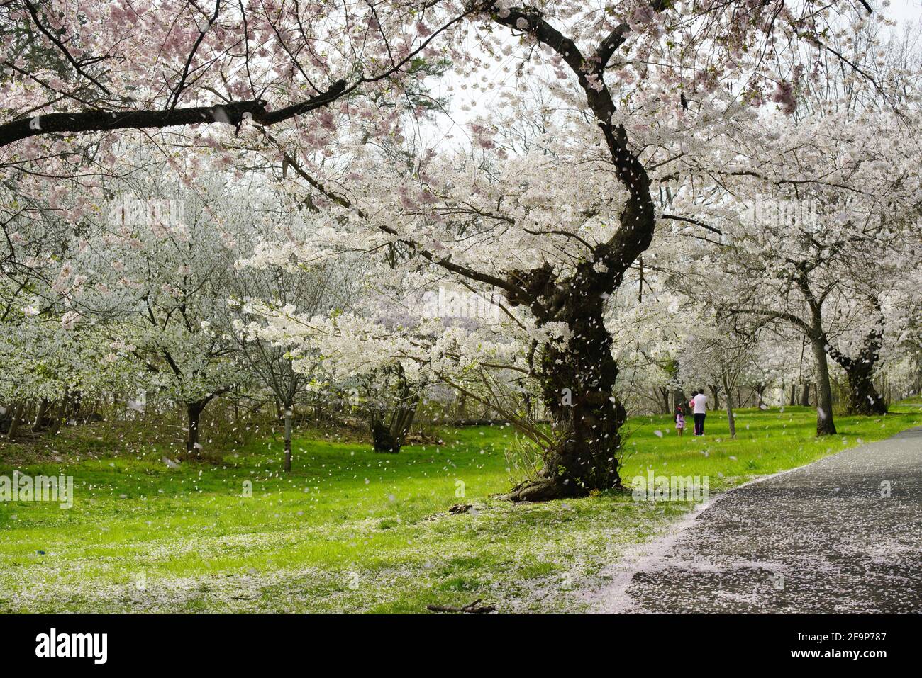 its cherry blossoms season Stock Photo