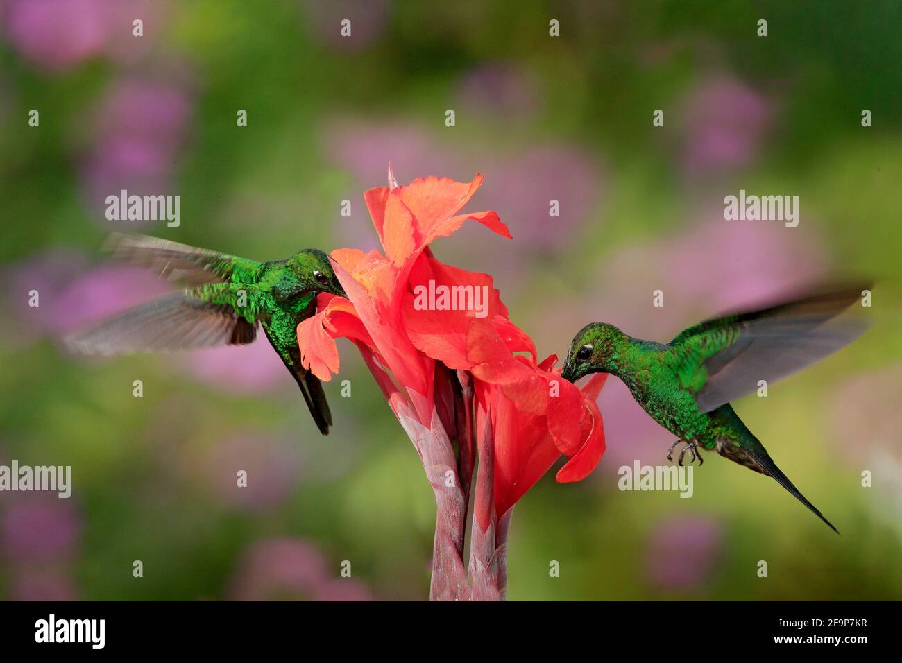 Nice hummingbird Green-crowned Brilliant , Heliodoxa jacula, flying next to beautiful orange flower with ping flowers in the background, La Paz, Costa Stock Photo