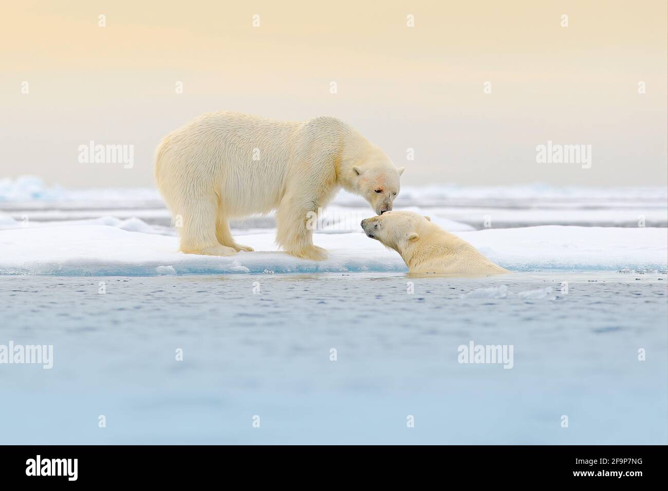 Two Polar bears relaxed on drifting ice with snow, white animals in the  nature habitat, Svalbard, Norway. Two animals playing in snow, Arctic  wildlife Stock Photo - Alamy