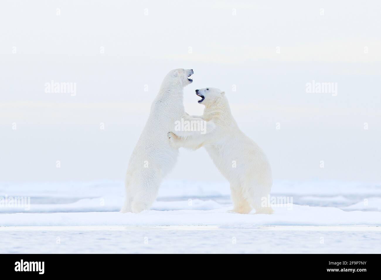 Polar bear dancing on the ice. Two Polar bears love on drifting ice with  snow, white animals in the nature habitat, Svalbard, Norway. Animals playing  Stock Photo - Alamy