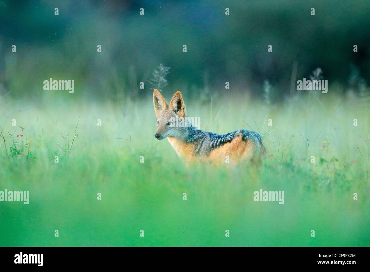 Jackal and evening sunlight. Black-Backed Jackal, Canis mesomelas mesomelas, portrait of animal with long ears, Tanzania, South Africa. Beautiful wild Stock Photo