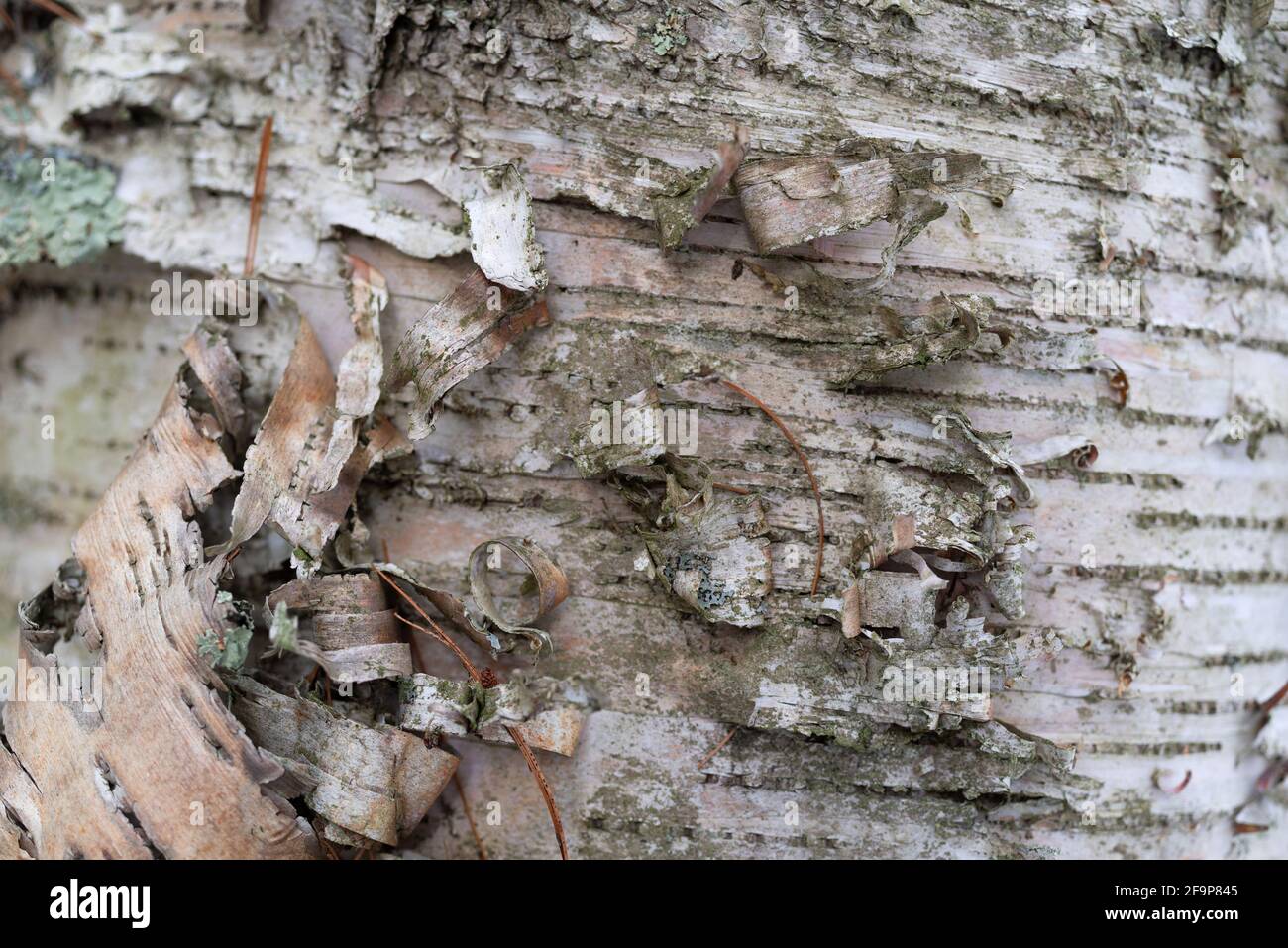 Curling bark of a white birch tree close view. Stock Photo