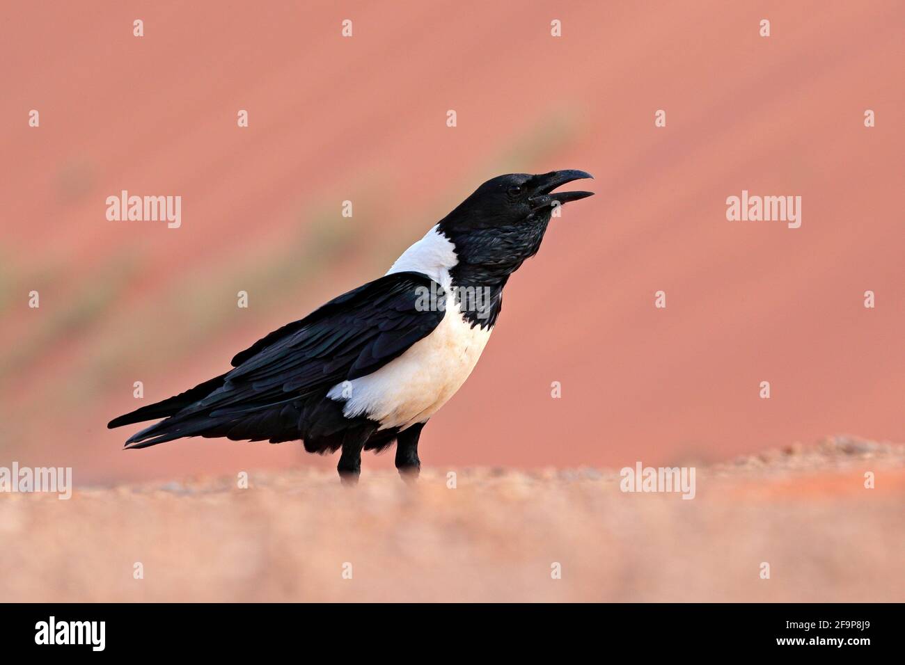 Pied crow, Corvus albus, black and white bird in sand desert in Namibia, slow motion with open bill. Animal behaviour in Africa. Wind in the bird plum Stock Photo