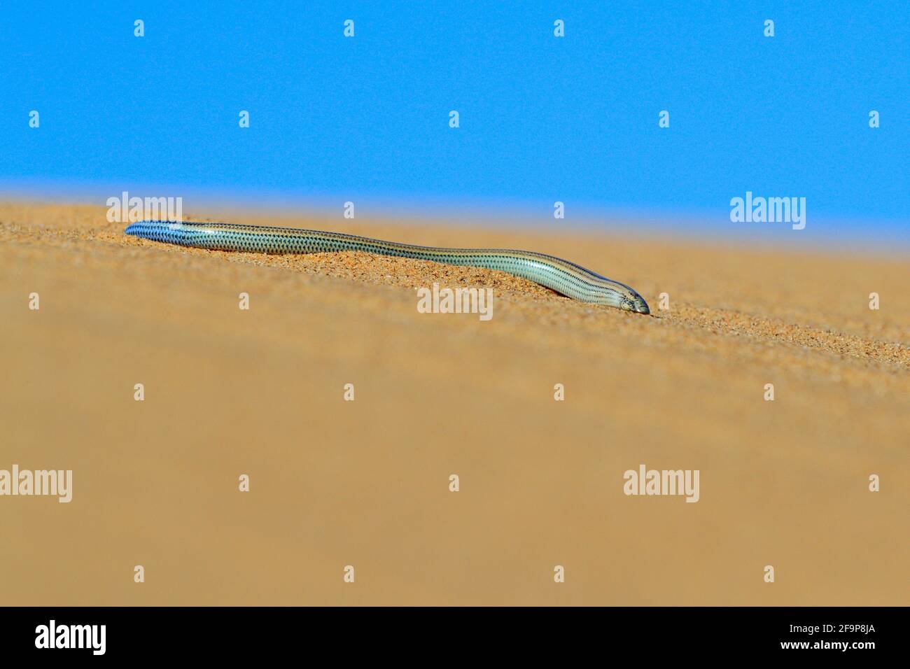 Fitzsimmons' burrowing skink, Typlacontias brevipes, on sand dune, Swakopmund, Dorob National Park, Namibia. Desert animal in the habitat, orange sand Stock Photo