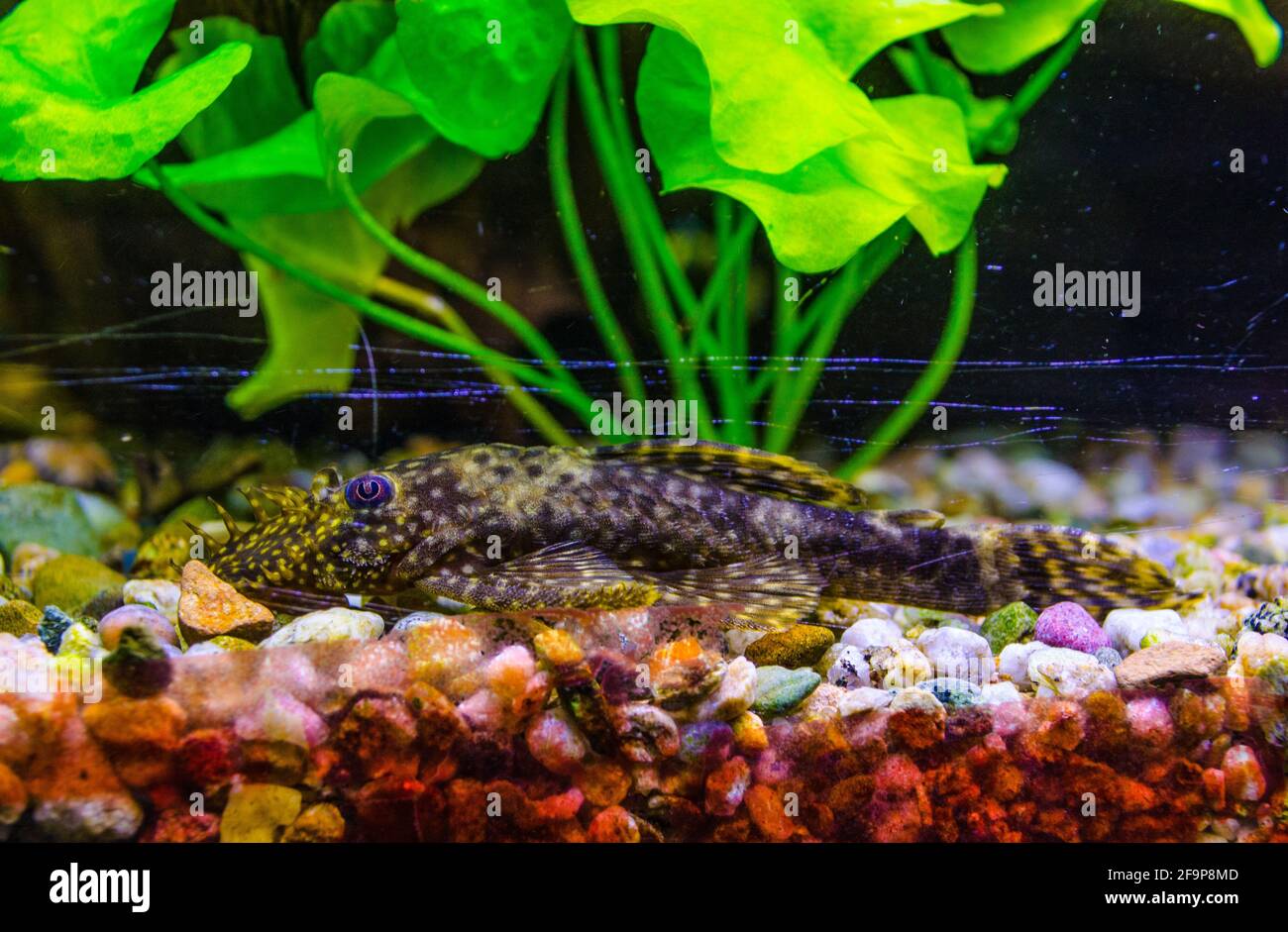 Aquarium Fish Bushymouth catfish (Ancistrus dolichopterus) Stock Photo