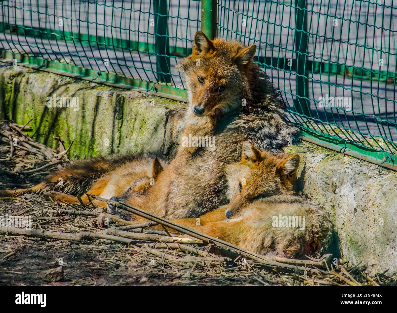 group of sleeping wolves Stock Photo Alamy