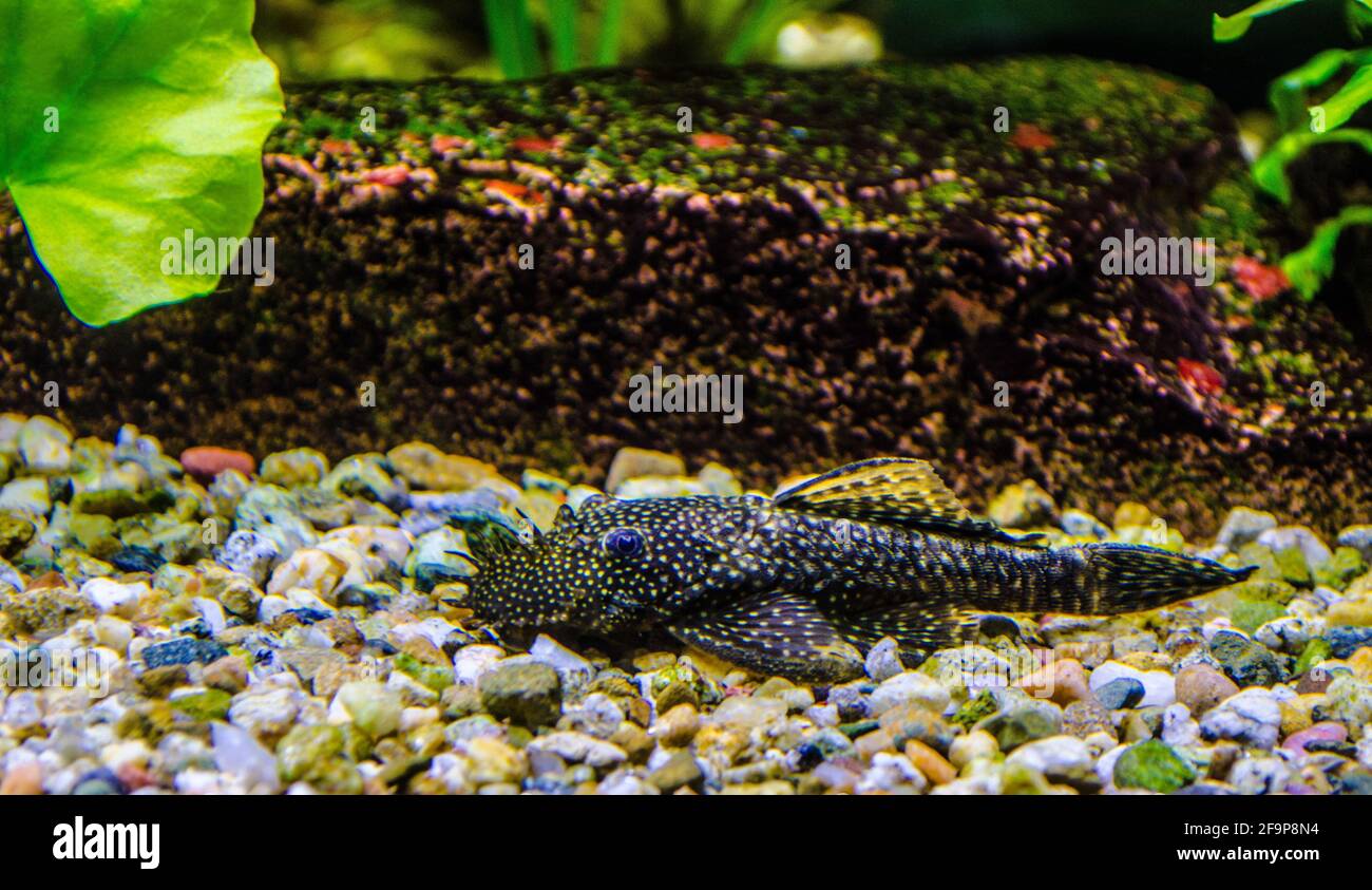 Aquarium Fish Bushymouth catfish (Ancistrus dolichopterus) Stock Photo