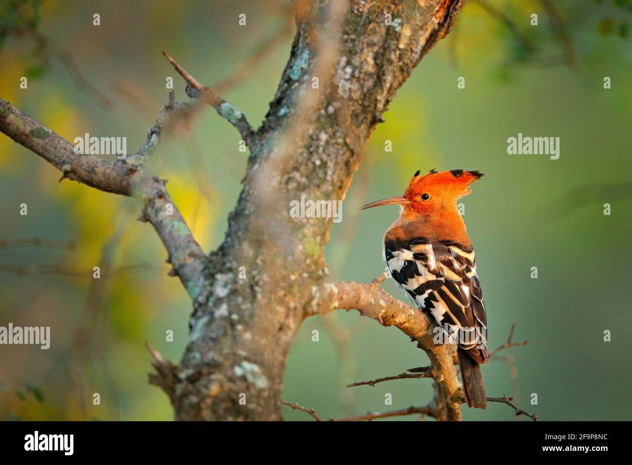 African hoopoe ,Upupa africana, nice orange bird with crest sitting on ther green tree in the summer meadow, Botswana. Beautiful bird in the nature ha Stock Photo