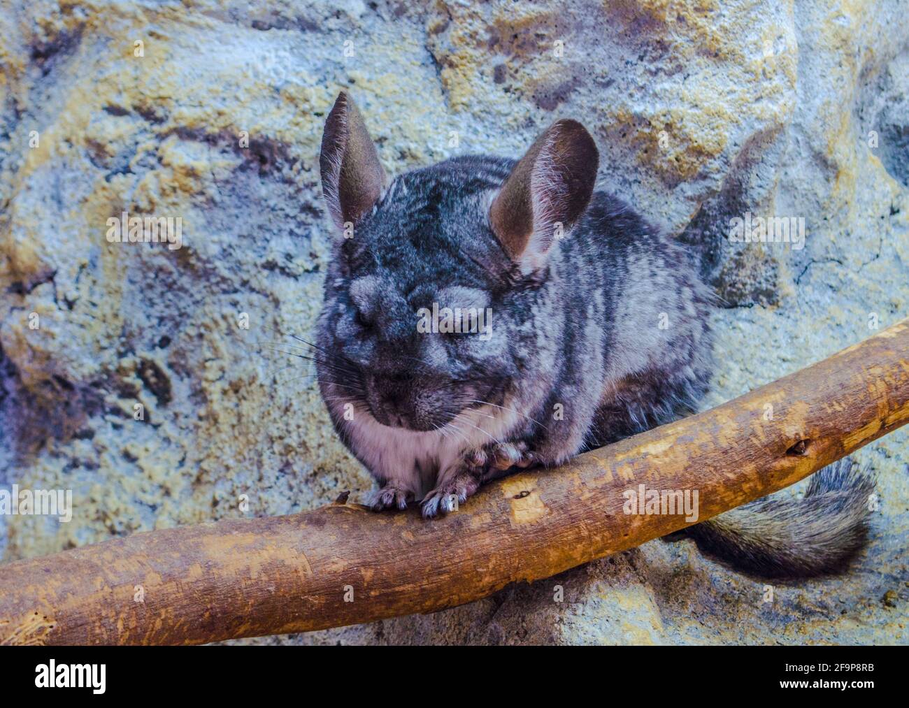 chinchilla sitting on a branch in the zoo of sofia. Stock Photo