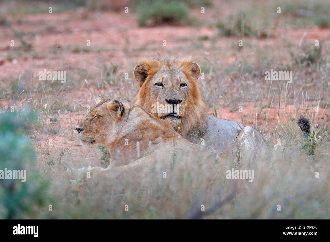Portrait of pair of African lions, Panthera leo, detail of big animals ...