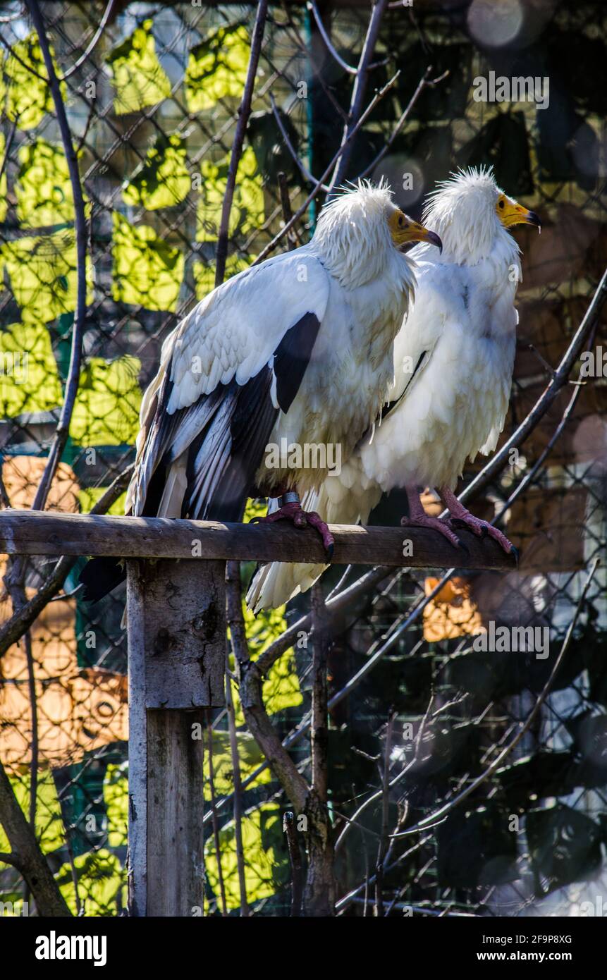 two egyptian vultures are sitting on a branch. Stock Photo