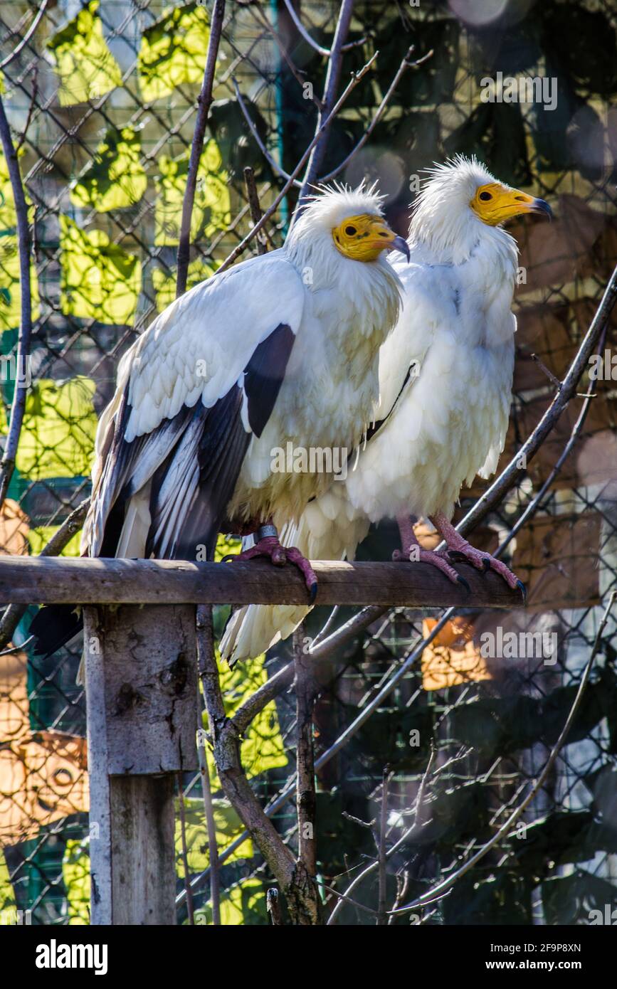 two egyptian vultures are sitting on a branch. Stock Photo