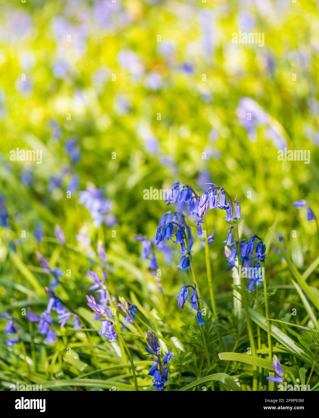 Bluebell (Hyacinthoides non-scripta), Clayfield Corpse Nature Reserve, Emma Green, Caversham, Reading, Berkshire, England, UK, GB. Stock Photo