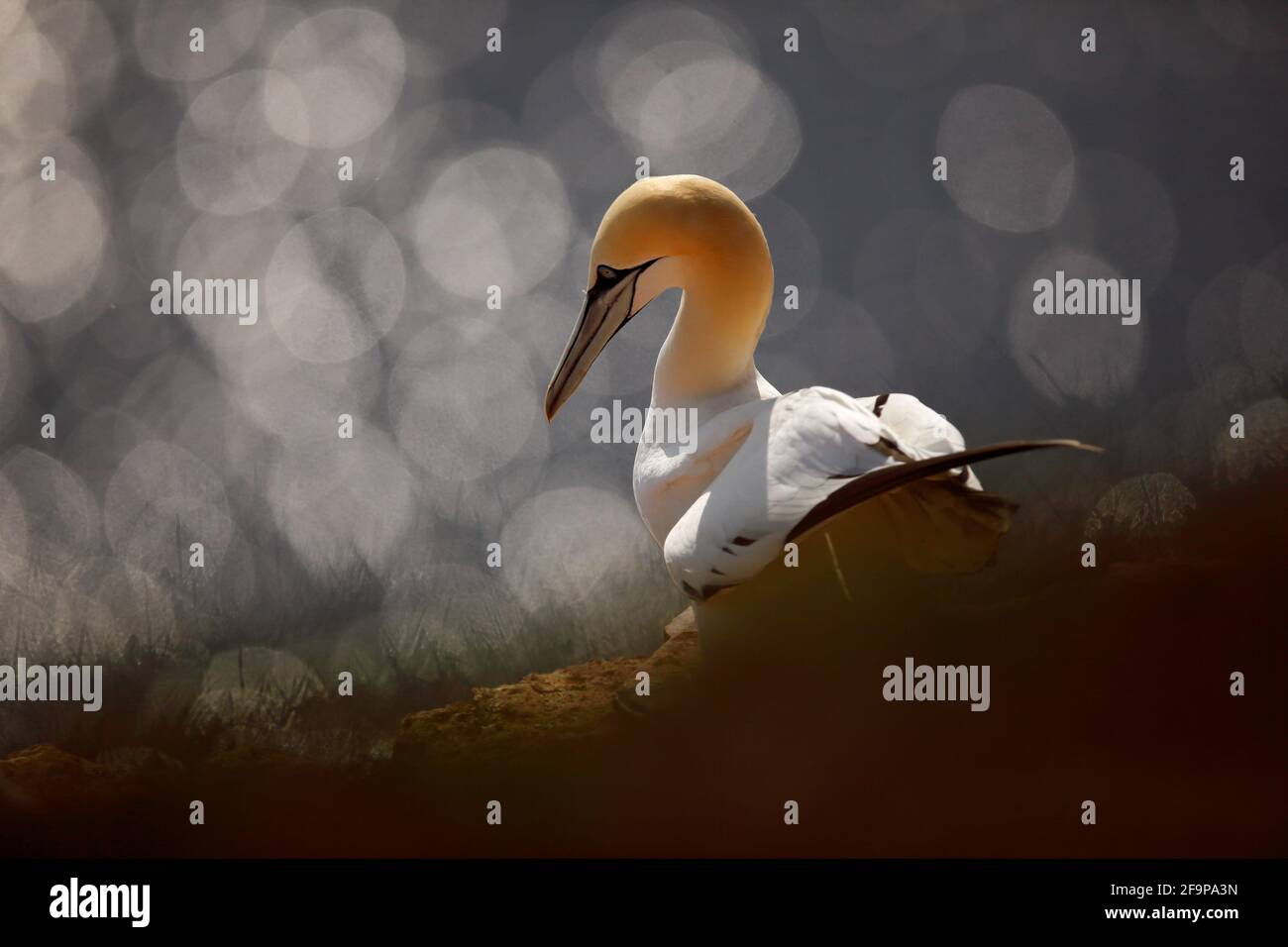 Art view on birds. Northern gannet, detail portrait of sea animnal sitting on the nest in grass, with dark blue sea water in the background, Helgoland Stock Photo