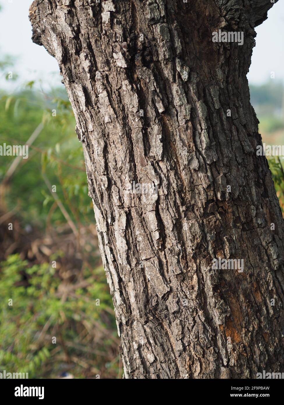 Azadirachta indica, Siamese neem tree, Nim , Margosa, Quinine Bark trunk tree rough surface