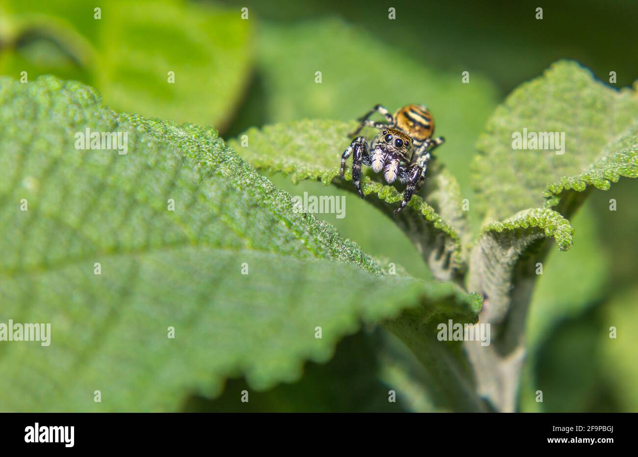 Jumping spider on the green leaves of a plant Stock Photo - Alamy