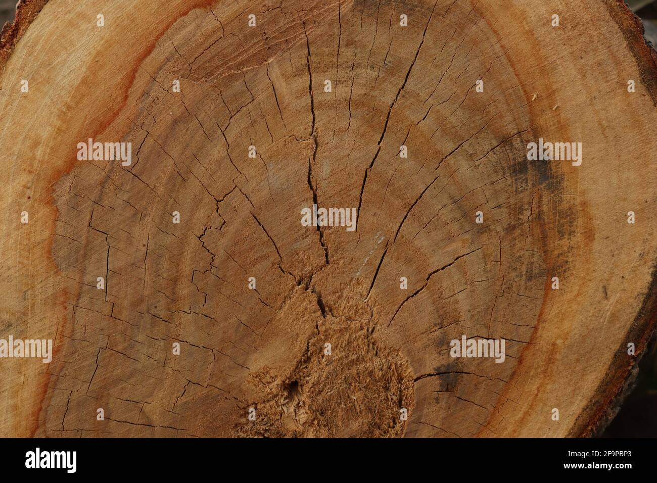 Closeup of cut tree trunk texture Stock Photo - Alamy