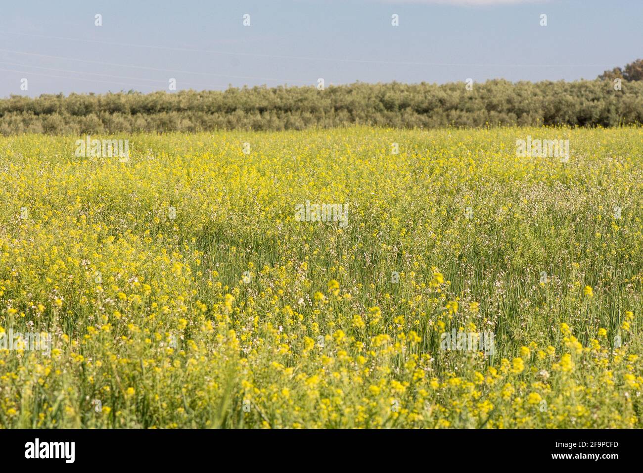 Rapeseed (Brassica napus) with flowering plants near Fuente de Piedra, Spain. Stock Photo