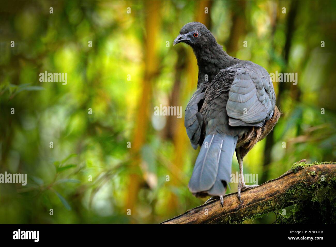 Black Guan, Chamaepetes unicolor, portrait of dark tropical bird with blue bill and red eyes, orange bloom flower in the background, animal in the mou Stock Photo