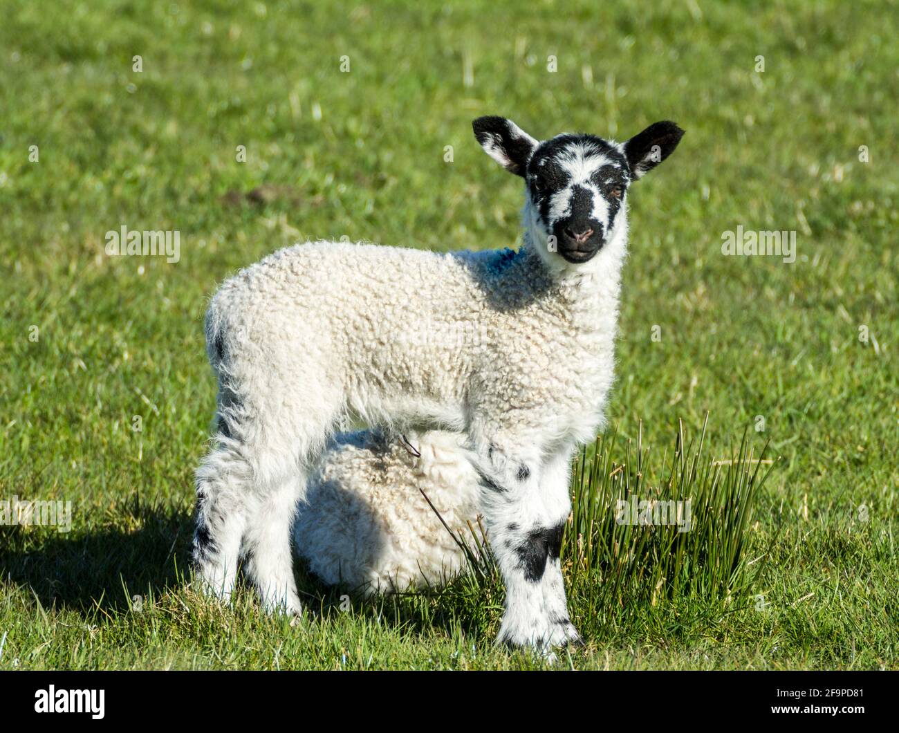 A Swaledale lamb standing in front of its sibling n spring in Weardale, the North Pennines, County Durham, UK Stock Photo
