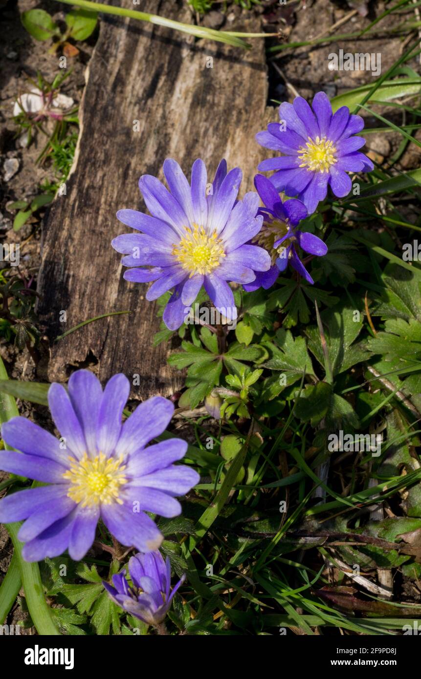 Three blooms of blue Anemone blanda (Anemonoides blanda) flowering in spring in a garden in the UK. Stock Photo