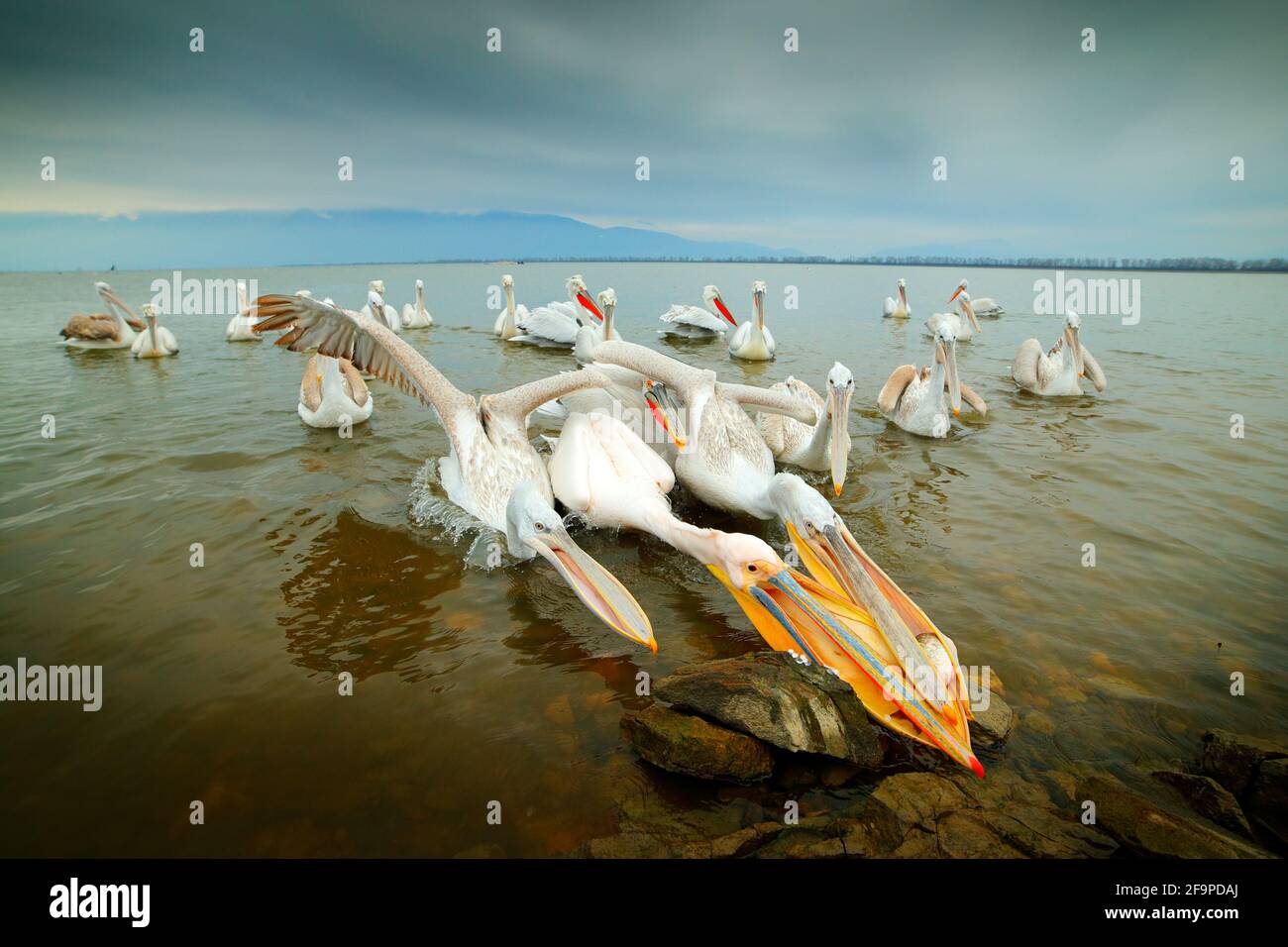 Bird hunting in the water. Dalmatian pelican, Pelecanus crispus, in Lake Kerkini, Greece. Pelican with open bill, big white animal. Wildlife scene fro Stock Photo