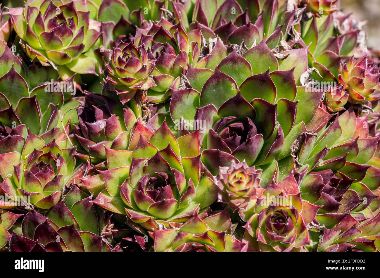 A dense cluster of Houseleeks / Sempervivum tectorum in a garden in the North Pennines, County Durham, UK. Stock Photo
