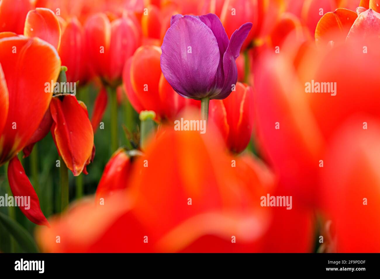 Purple tulip in a field surrounded by red tulips Stock Photo