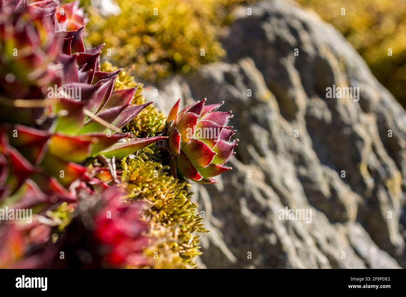 Houseleeks / Sempervivum tectorum growing in cracks in a a stone wall in a garden in the North Pennines, County Durham, UK. Stock Photo