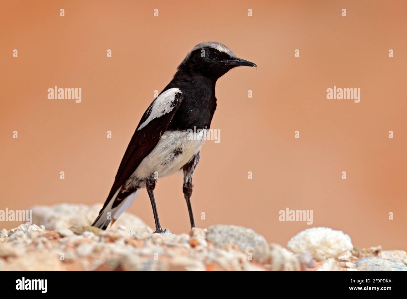 Mountain Wheatear, Myrmecocichla monticola, black and white bird in sand desert in Namibia, dark form bird. Animal behaviour in Africa. Wind in the bi Stock Photo