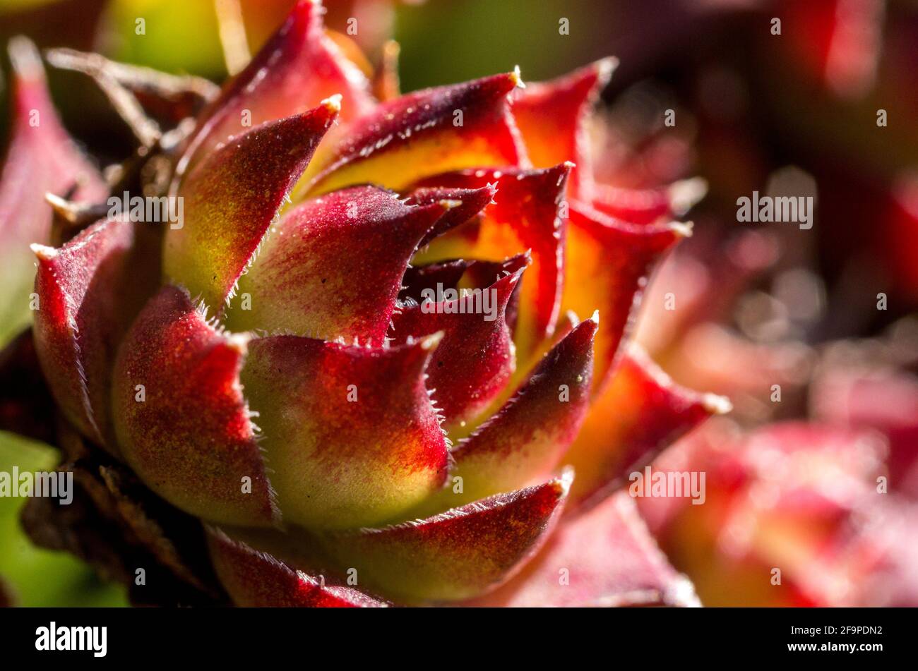 Close up / macro view of the fleshy yet hairy, leaves of Sempervivum tectorum in a garden in the North Pennines, County Durham, UK. Stock Photo