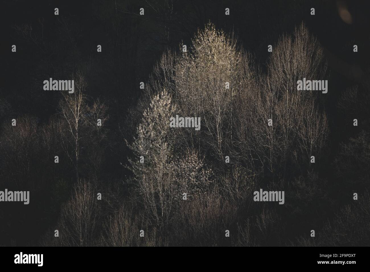 Black forest cherry blossom hi-res stock photography and images - Alamy