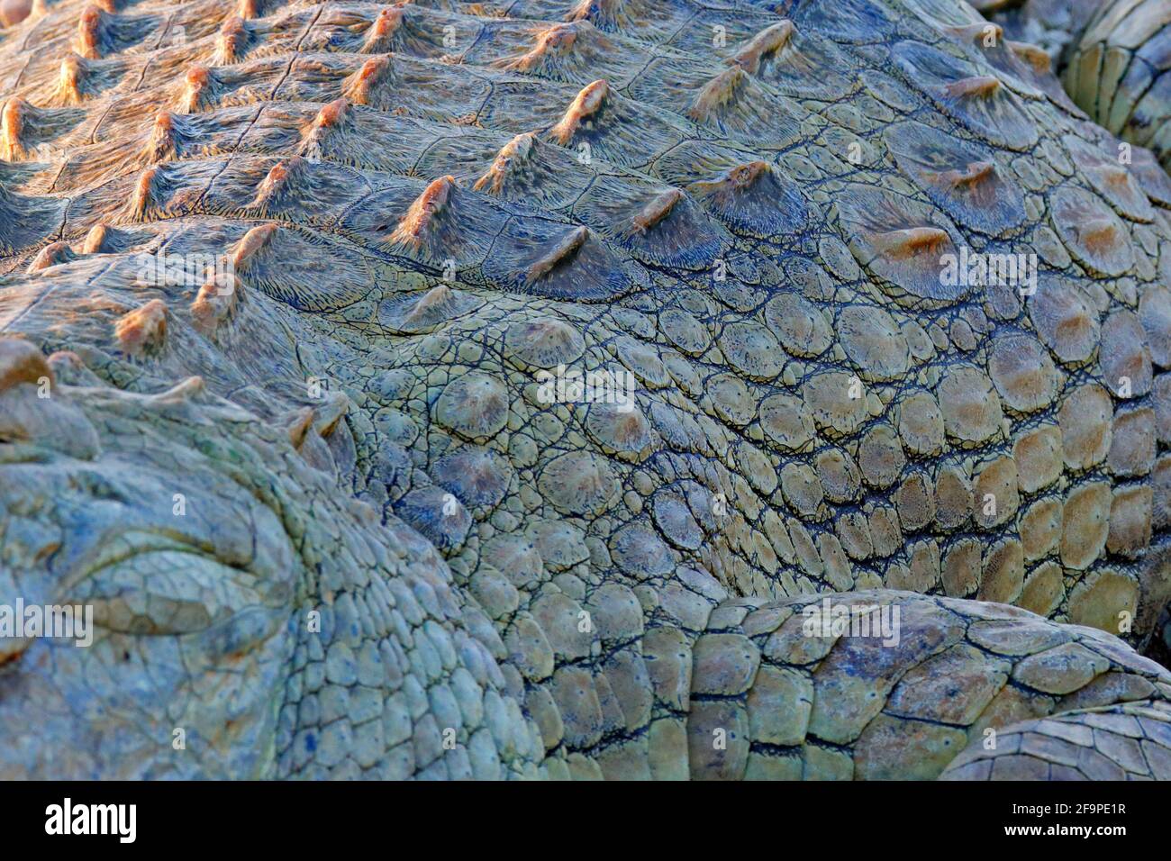 Skin of Nile crocodile, Crocodylus niloticus, with open muzzle, in the river bank, Okavango delta, Moremi, Botswana. Wildlife scene  from African natu Stock Photo