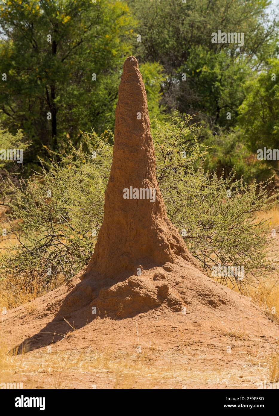 Bush landscape with a large termite mound, Namibia Stock Photo