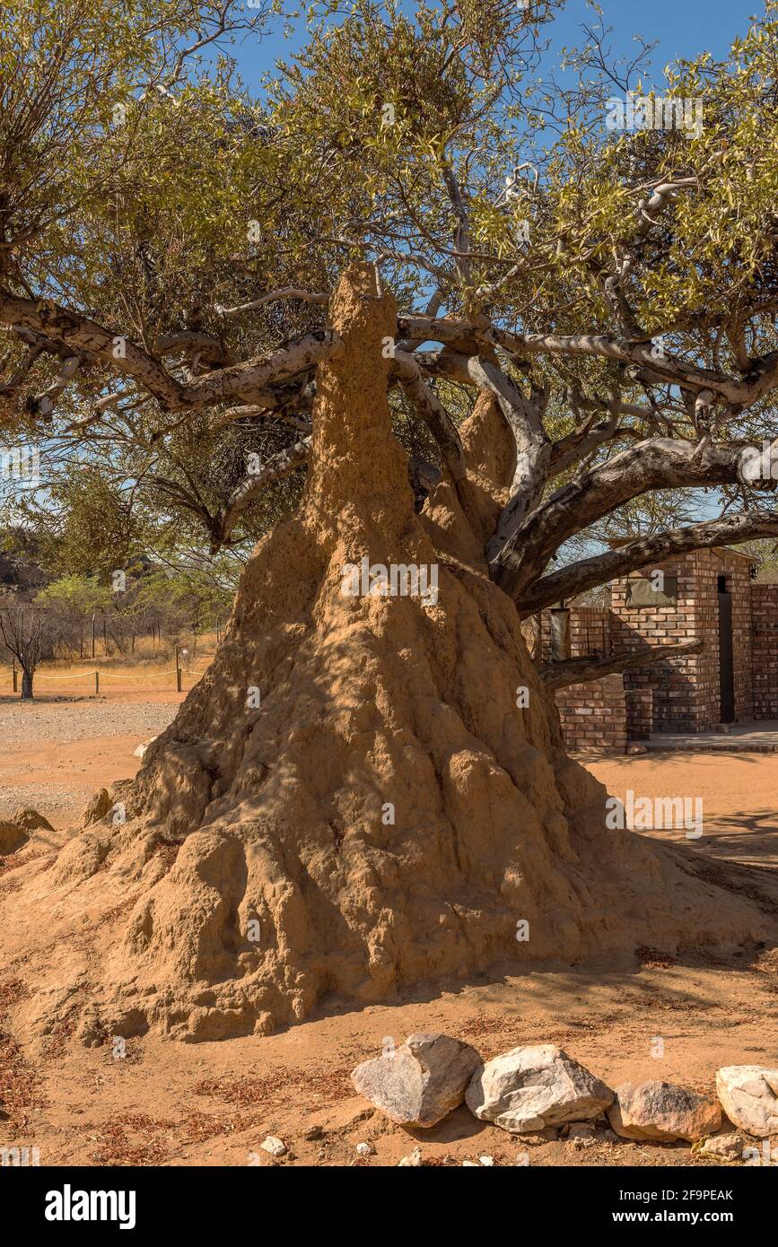 Bush landscape with a large termite mound, Namibia Stock Photo