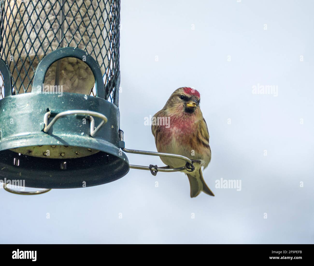 Male Lesser Redpoll (Acanthis cabaret) perching on a bird feeder in spring in Weardale, the North Pennines, County Durham, UK. Stock Photo
