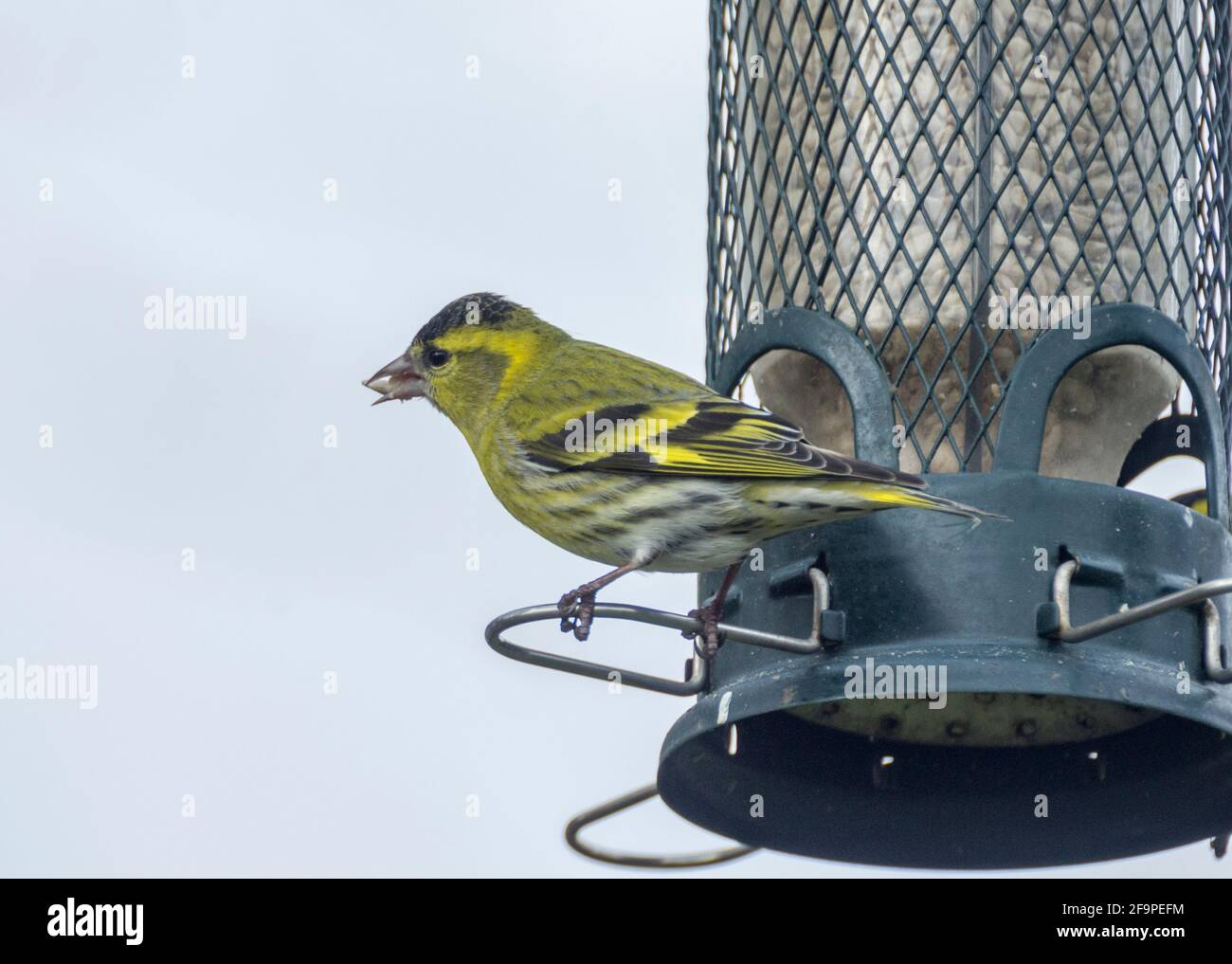 Siskin (Spinus spinus) perching on a bird feeder with a seed in its beak in spring in Weardale, the North Pennines, County Durham, UK. Stock Photo