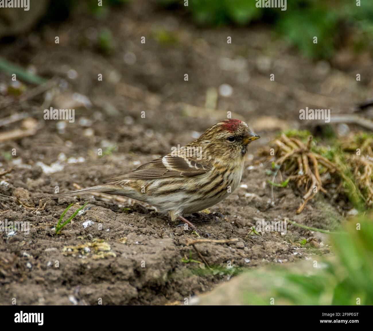 Female Lesser Redpoll (Acanthis cabaret) on the ground in a garden in spring in Weardale, the North Pennines, County Durham, UK. Stock Photo