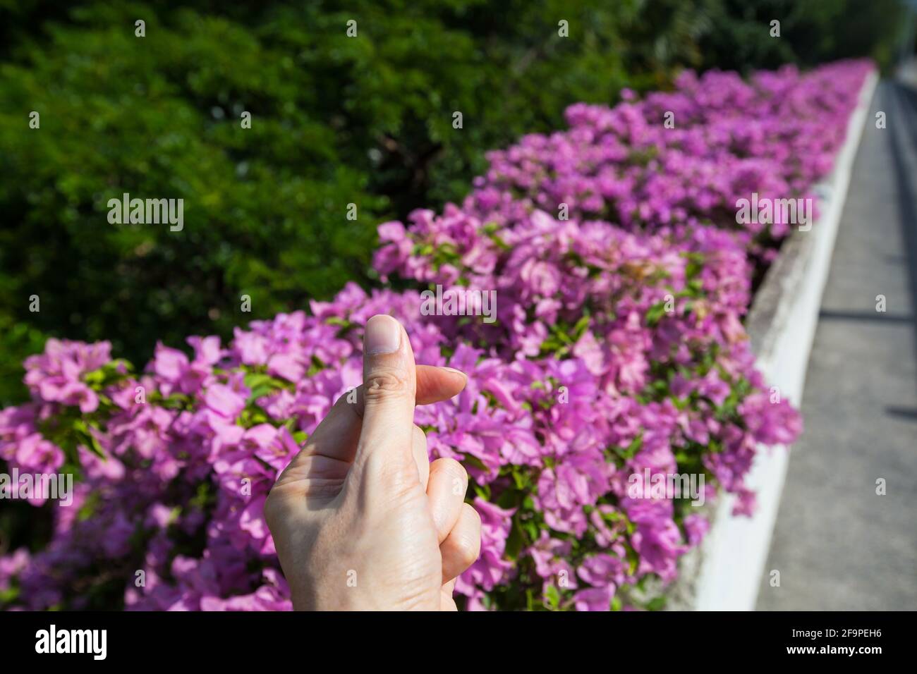 Korean style finger heart for the love of bougainvillea at outdoor space setting. Stock Photo