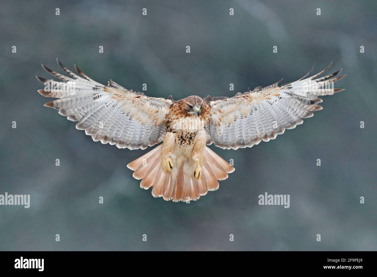 Flying bird of prey, Redtailed hawk, Buteo jamaicensis, landing in the