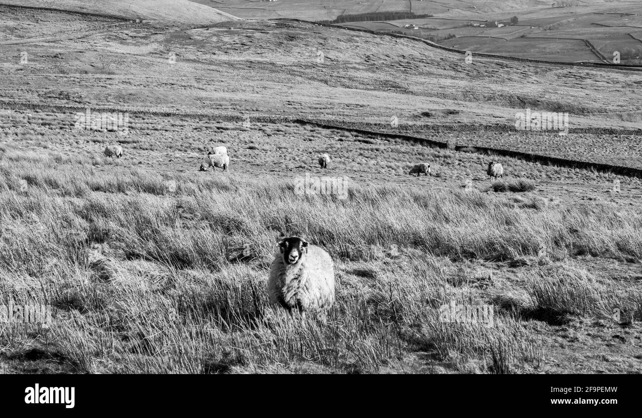 Swaledale sheep in long grass in a high field in Weardale, the North Pennines, County Durham, UK. B&W Stock Photo