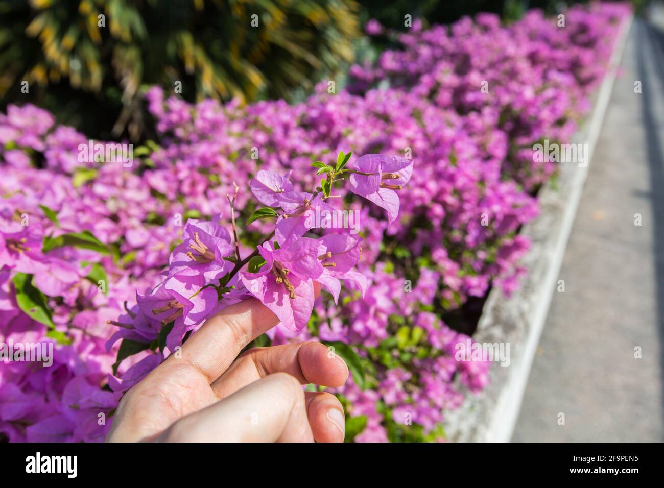 Index finger touching and feeling the texture of bougainvillea plant at outdoor space setting. Stock Photo