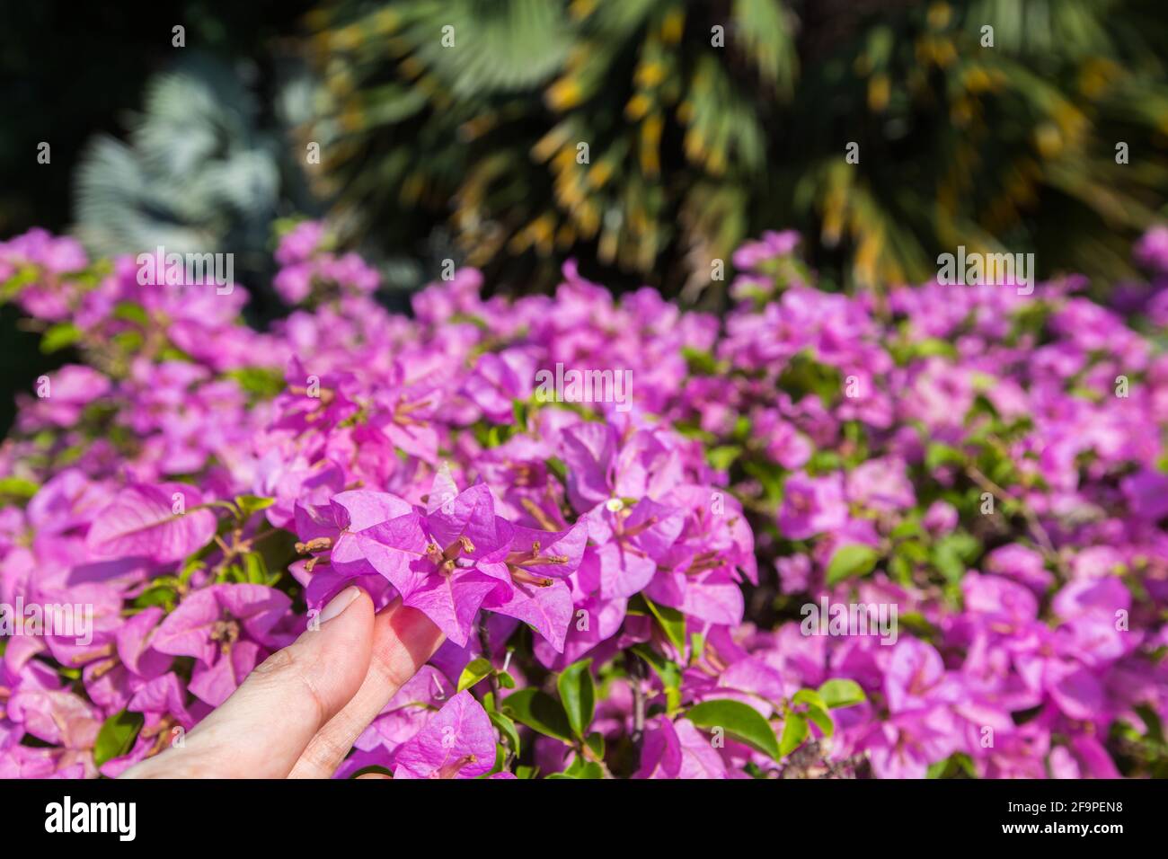 Close up of a finger touch and feel the bougainvillea plant at outdoor space setting. Stock Photo