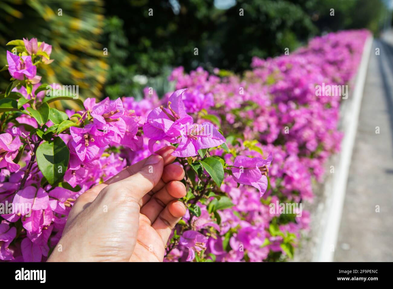 A man's hand gently holding the petal of the purple bougainvillea at outdoor space setting. Stock Photo