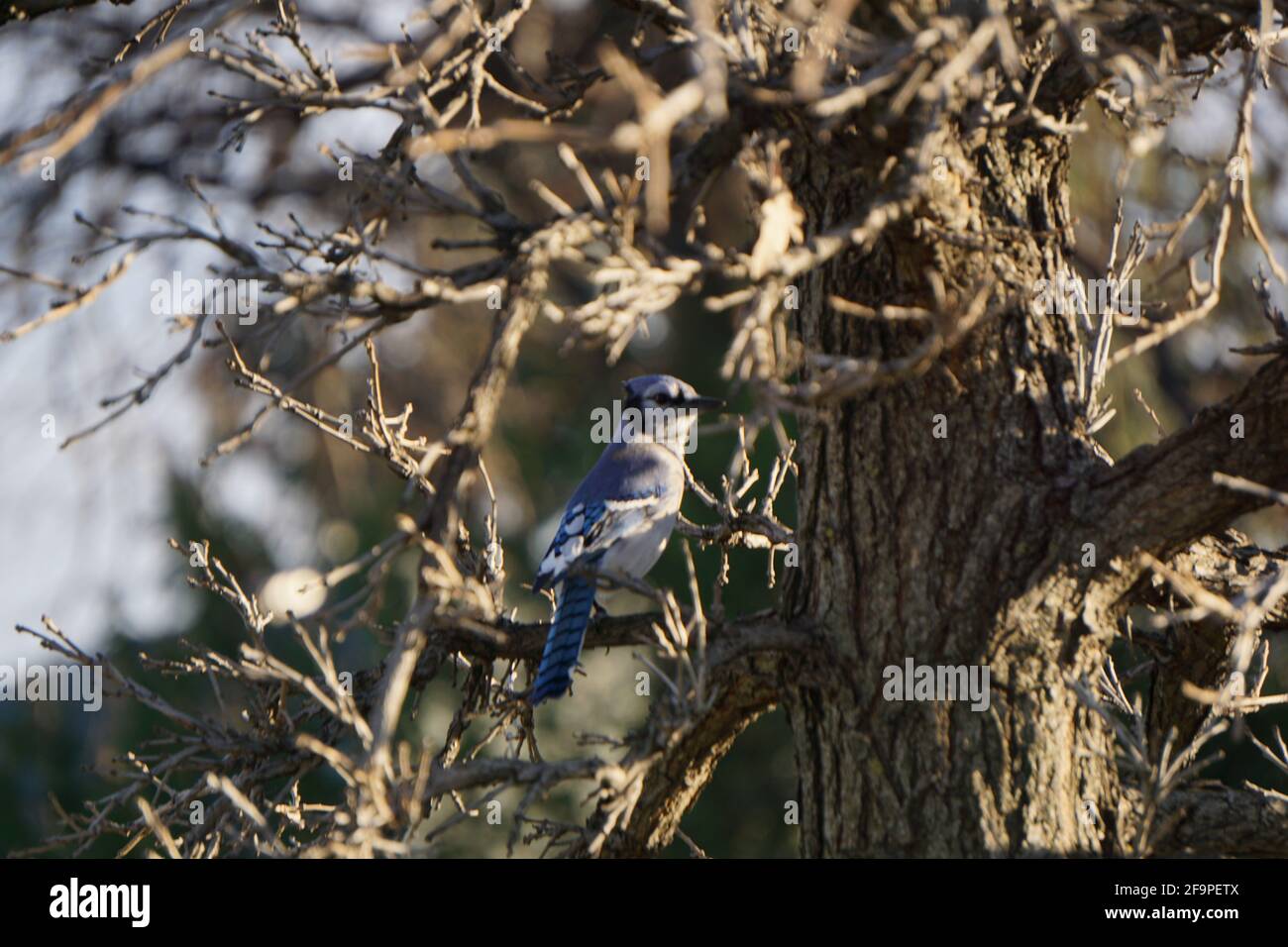 Shallow focus of a blue jay bird perched on a tree branch Stock Photo